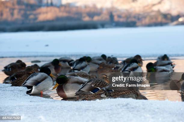 Flock of Mallard ducks sitting in unfrozen water on a frozen lake. .