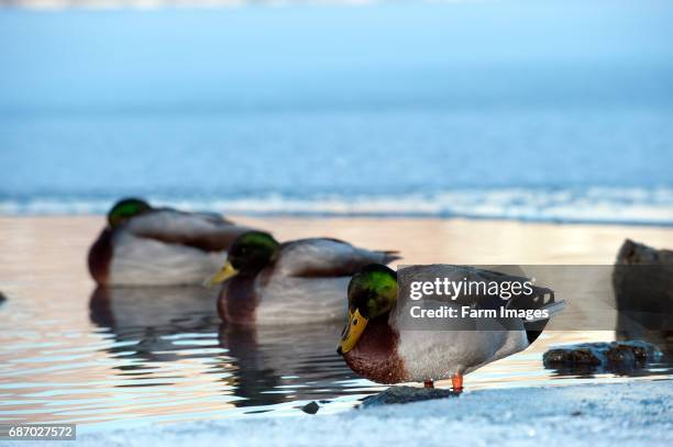 Flock of Mallard ducks sitting in unfrozen water on a frozen lake. .