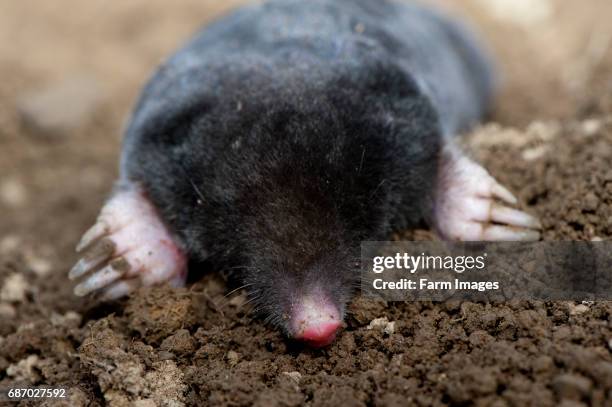 Common Mole on surface of mole hill.