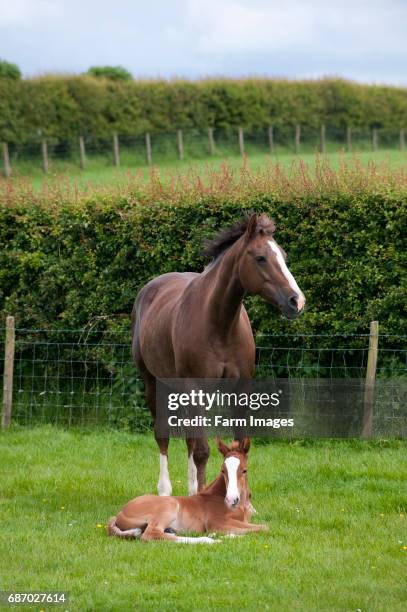 Horse and week old foal.