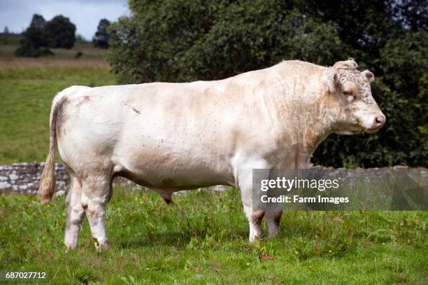 Whitebred Shorthorn bull with herd of cows.