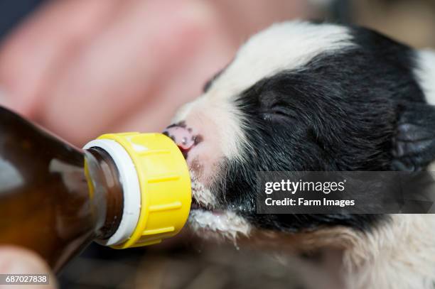 Two week old puppy being fed milk from a bottle, as a result of a large litter.