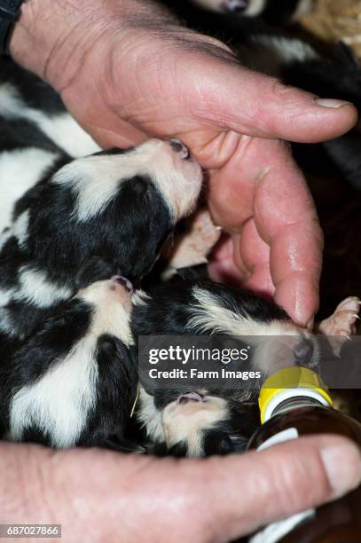 Two week old puppy being fed milk from a bottle, as a result of a large litter.