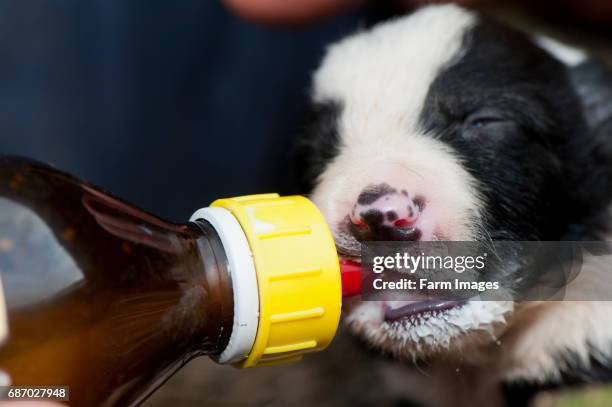 Two week old puppy being fed milk from a bottle, as a result of a large litter.