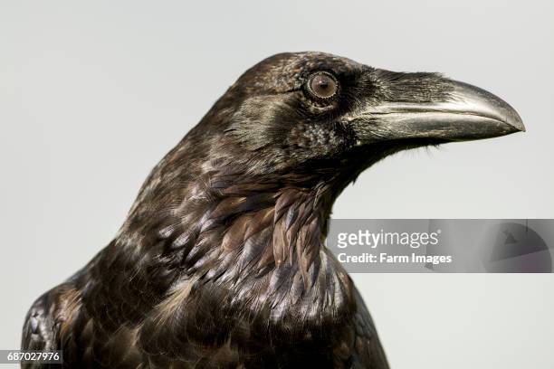 539 Raven Head Photos and Premium High Res Pictures - Getty Images