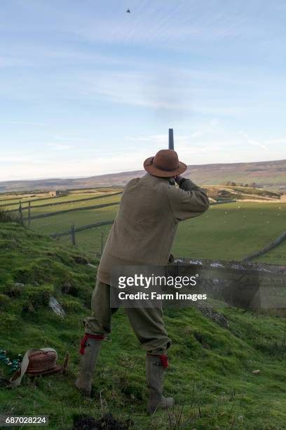 Shooters, using 12 bore shotgun, on a shoot in the Yorkshire Dales, UK.