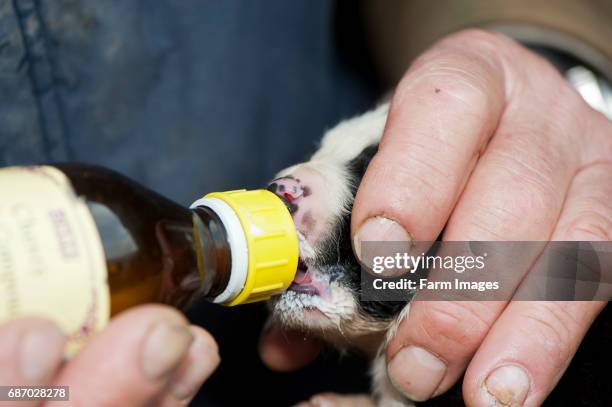 Two week old puppy being fed milk from a bottle, by shepherd, as a result of a large litter.