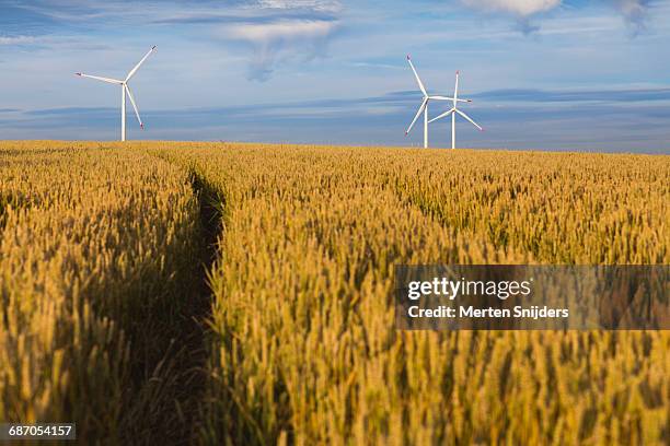 renewable energy windmills admist grain field - umweltverantwortung stock-fotos und bilder