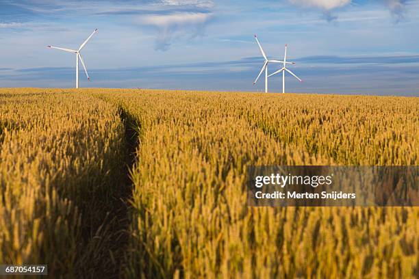 renewable energy windmills admist grain field - changing appearance photos et images de collection