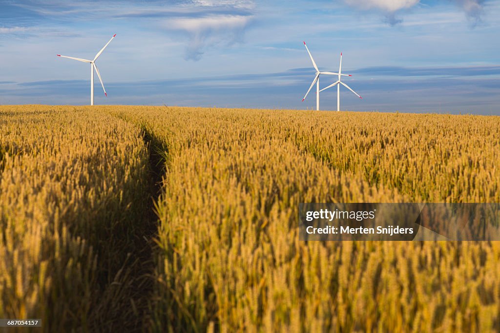 Renewable energy windmills admist grain field