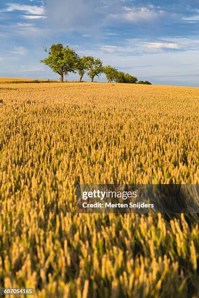 trees amidst grain field - lotharingen stockfoto's en -beelden