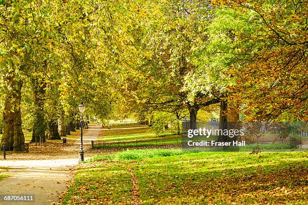 hyde park in autumn, london - hyde park london fotografías e imágenes de stock