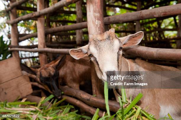 Goats in pen. Rwanda.