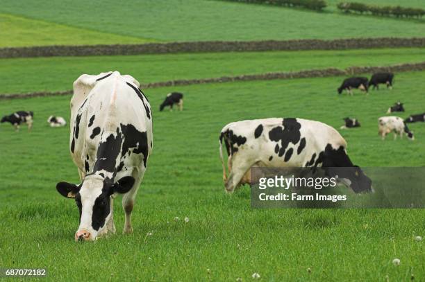 Herd of holstein dairy cattle in field.