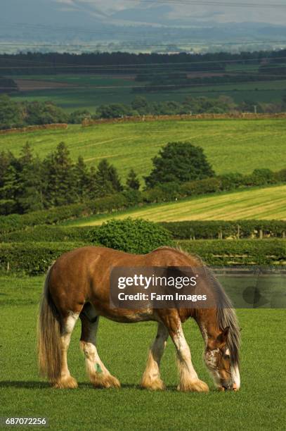 Heavy horse grazing in field.