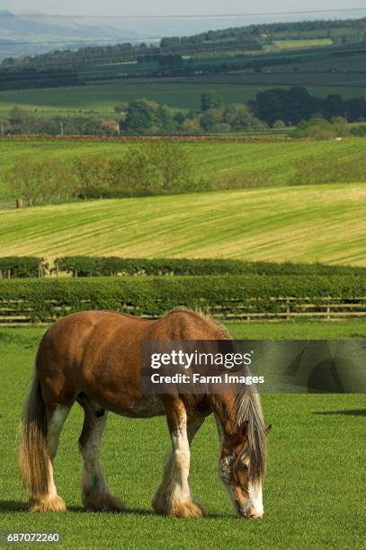 Heavy horse grazing in field.