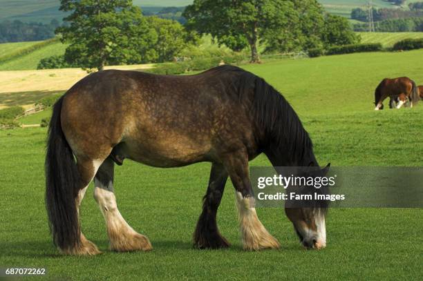 Heavy horse grazing in field.