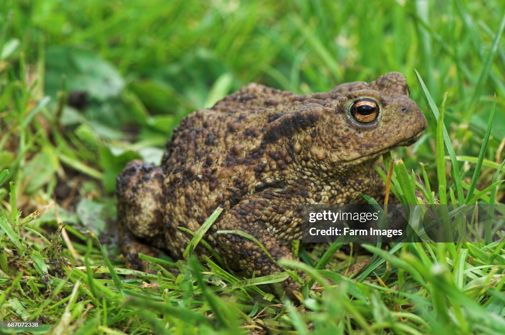 Close up of Common Toad in garden ( Bufo bufo )