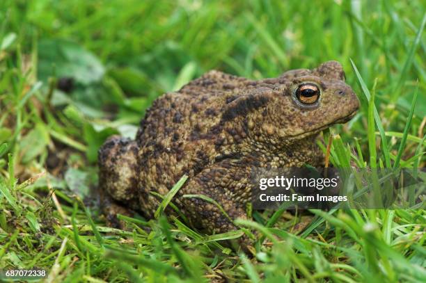 Close up of Common Toad in garden .