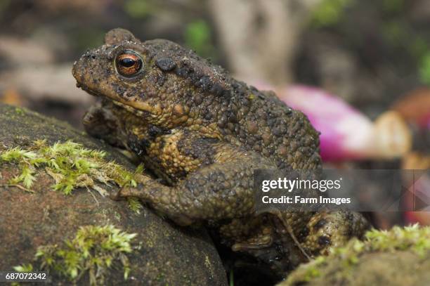 Close up of Common Toad in garden .