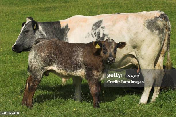 64 Belgian Blue Cattle Stock Photos High Res Pictures And Images 64-belgian-blue-cattle-stock-photos-high-res-pictures-and-images