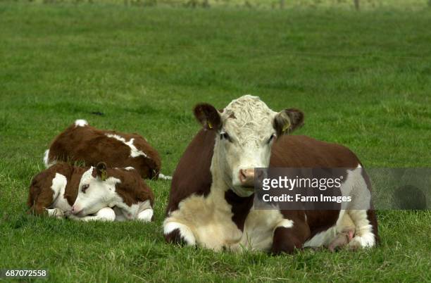 Hereford cattle in field Fife Scotland.