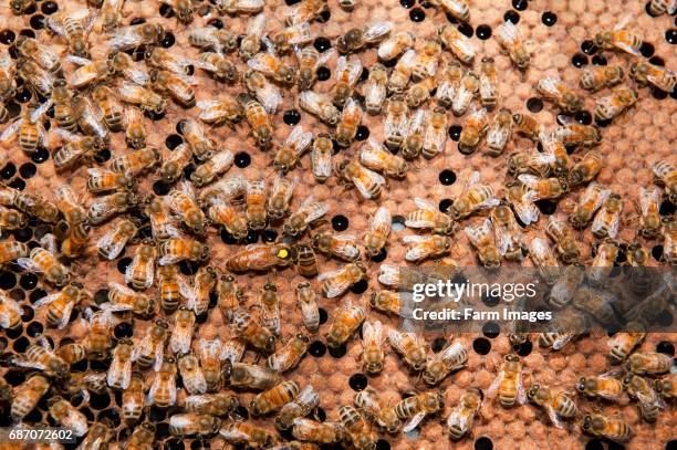 Queen Bee spotted yellow surrounded by workers drone honey bees on honeycomb.