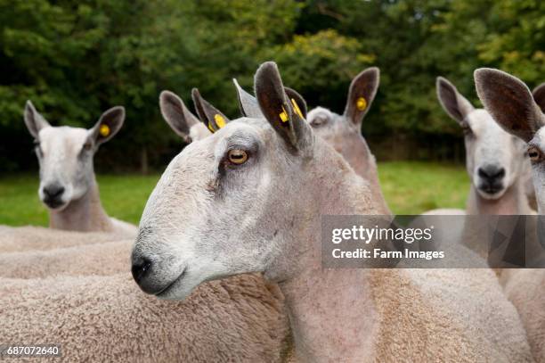 Flock of Blue Faced Leicester ewes in field. Silverdale Lancashire. England.