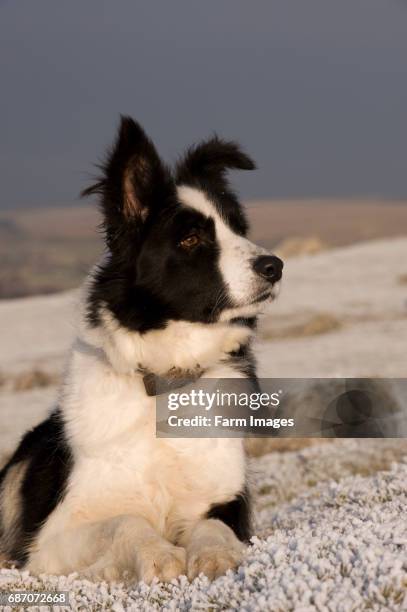 Border Collie Sheepdog laid on snow covered ground awaiting command. Cumbria.