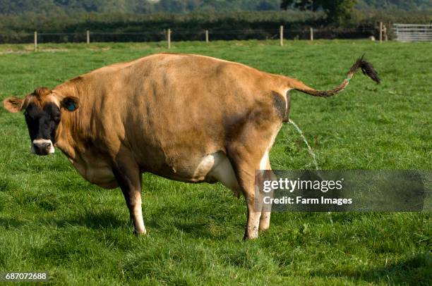 Jersey cow urinating in field. Wales.