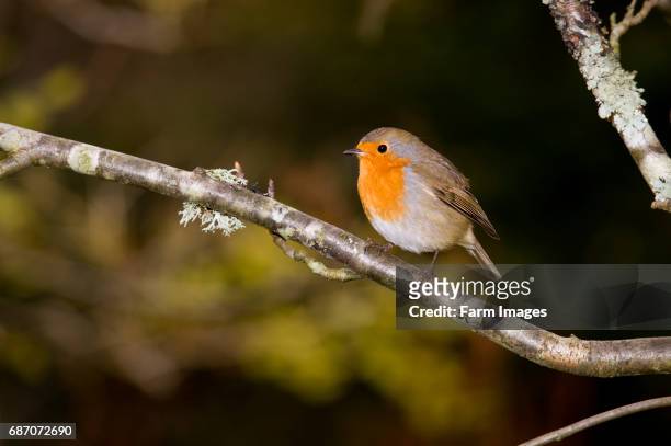 1,893 Of Red Robin Birds Photos and Premium High Res Pictures - Getty Images