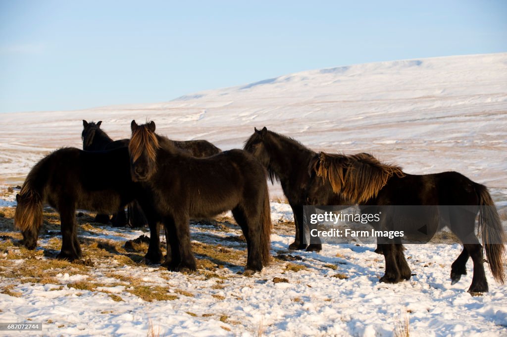 Fell ponies grazing among snow on high moorland. Wld Boar Fell in background. Ravenstonedale - Cumbria