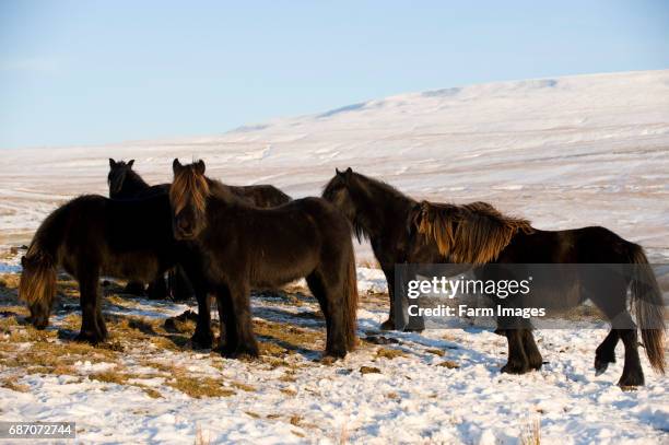Fell ponies grazing among snow on high moorland. Wld Boar Fell in background. Ravenstonedale - Cumbria.