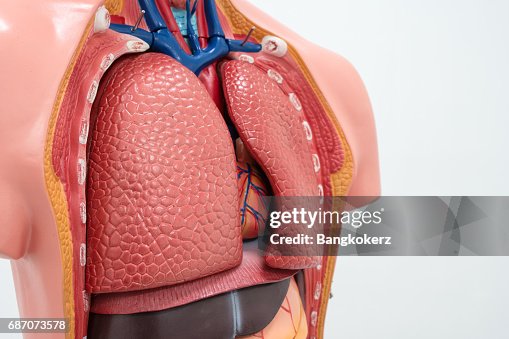 Close-up of Internal organs dummy on white background. Close-up of Internal organs dummy on white background.