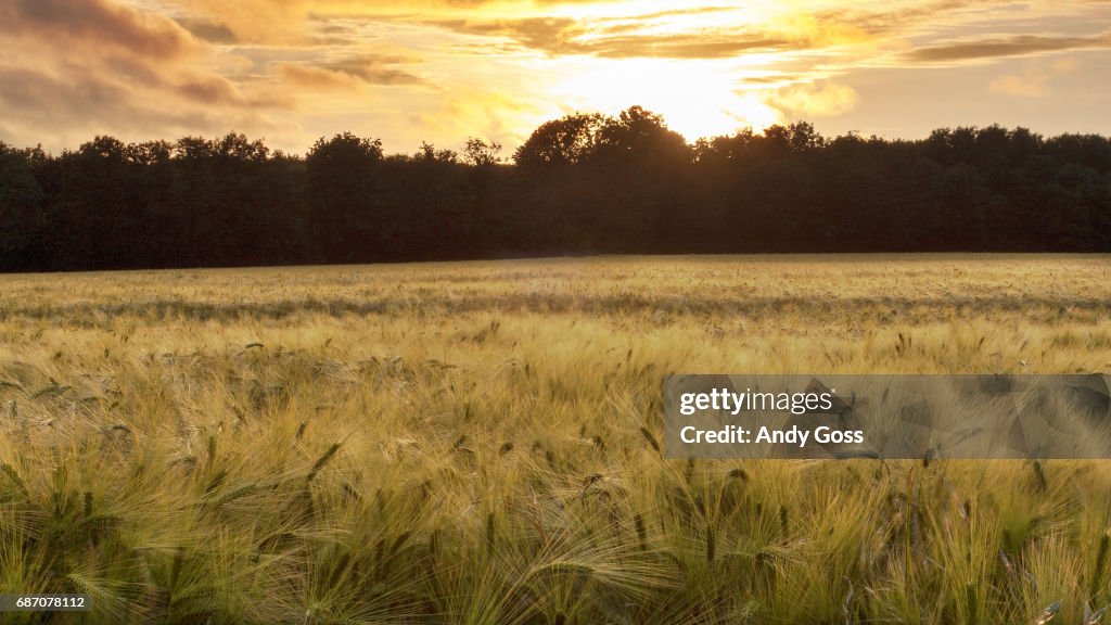 Fields of Gold