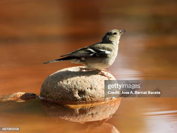 male chaffinch bird species , (fringilla coelebs ), perched on a rock drinking, reflected in water - chaffinch stockfoto's en -beelden