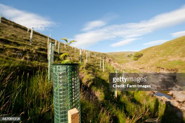 Moorland habitat planted with trees to encourage Black Grouse.