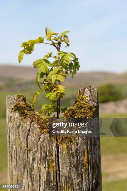 Mountain Ash sapling growing in crack on a fence post.