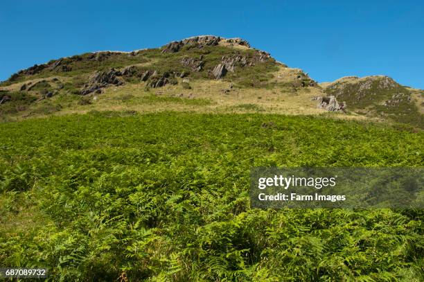 Upland grazing on Welsh hills in the Elan Valley, covered in bracken.