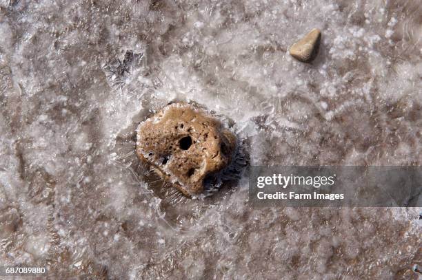Salt Casts Rocks 8,904 Hot Salt Stock Photos, High-Res Pictures, and Images - Getty Images