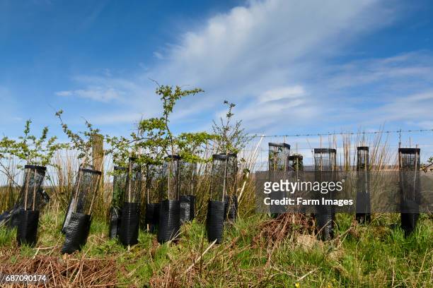 Newly planted saplings in hedge, with rabbit guards on.