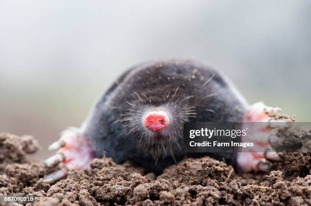 Common mole above ground, showing strong front feet used for digging runs underground. Talpa europaea.