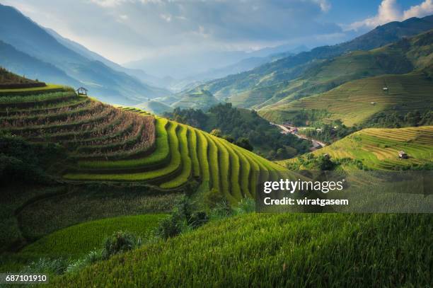 rice fields terraced - reisterrasse stock-fotos und bilder