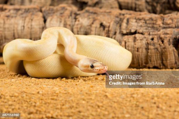 banana royal python - forked tongue stock pictures, royalty-free photos & images