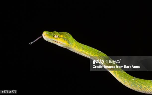 379 Python Mouth Stock Photos, High-Res Pictures, and Images - Getty Images