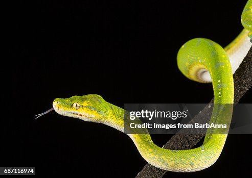 Green Tree Python Green Tree Python