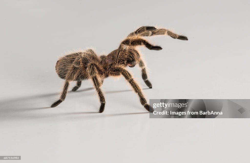 Chilean Rose Tarantula