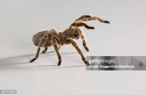 chilean rose tarantula - hairy legs stock pictures, royalty-free photos & images