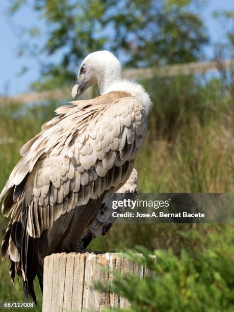 griffon vulture , portrait. pyrenees, france. - ruppells griffon vulture stockfoto's en -beelden