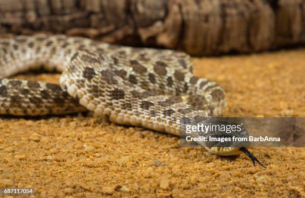 western hognosed snake - hognose snake stock-fotos und bilder